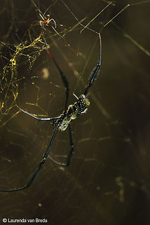 A web of gold Golden Orb Web Spider photographed in Wilderness Geotagged,Nephila inaurata,Red-legged golden orb-web spider,South Africa