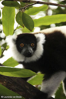 Hypnotizing eyes of the lemur  Black-and-white ruffed lemur,Geotagged,Madagascar,Varecia variegata