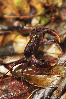 Camouflaged Crab Tree Crab found in the rainforests of Madagascar Geotagged,Madagascar