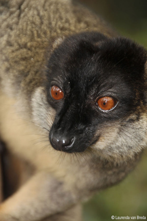 Brown Lemur  Common brown lemur,Eulemur fulvus,Geotagged,Madagascar