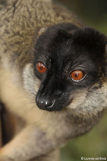 Brown Lemur  Common brown lemur,Eulemur fulvus,Geotagged,Madagascar