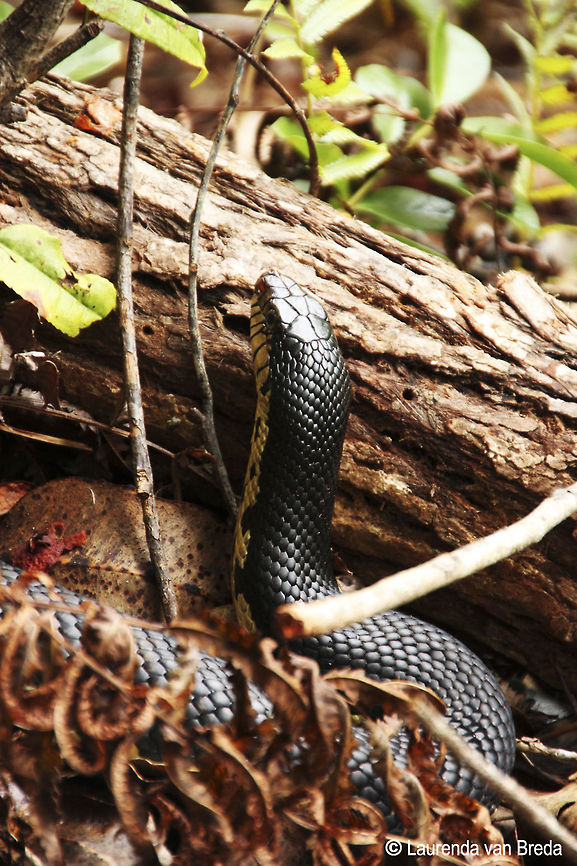 Legless beauty  Geotagged,Leioheterodon madagascariensis,Madagascar,Speckled hognose snake
