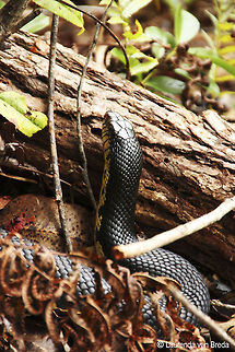 Speckled hognose snake