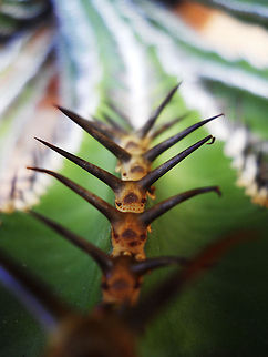 Faces of cacti thorns  Geotagged,South Africa