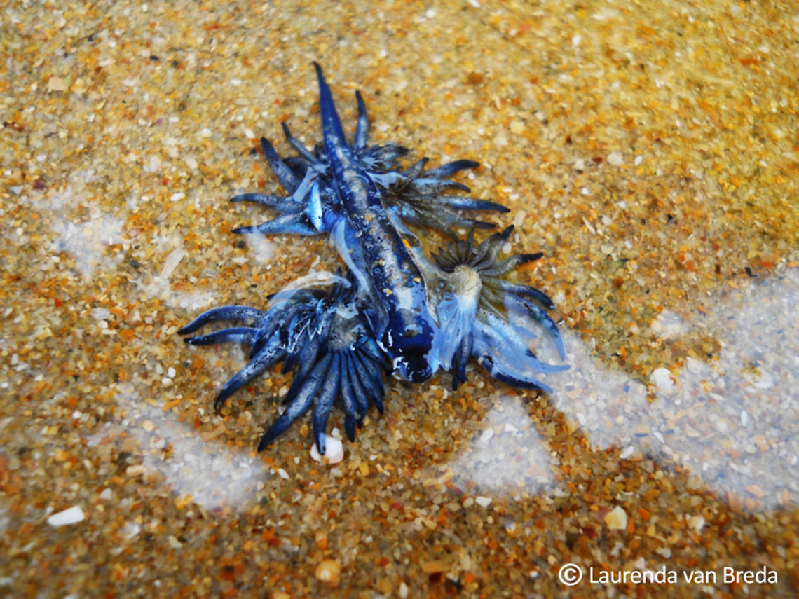 Blue dragon This strange little creature is the size of your thumbnail and can be found floating around bluebottles washed ashore or in the shallows of the water where bluebottles float.  They feed on the tentacles of the bluebottles and gain the &quot;stinging&quot; ability from the bluebottles...just like a real-life pokemon lol Blue Glaucus,Geotagged,Glaucus atlanticus,South Africa