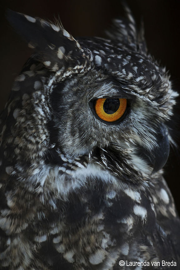 Spotted Eagle Owl adult  Bubo africanus,Geotagged,South Africa,Spotted Eagle-Owl