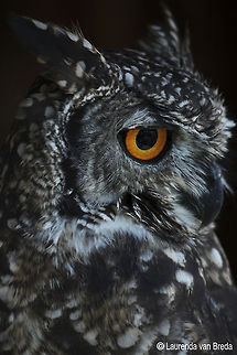 Spotted Eagle Owl adult  Bubo africanus,Geotagged,South Africa,Spotted Eagle-Owl