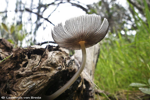 The other point of view Coprinus plicatilis,Geotagged,Pleated Inkcap,South Africa
