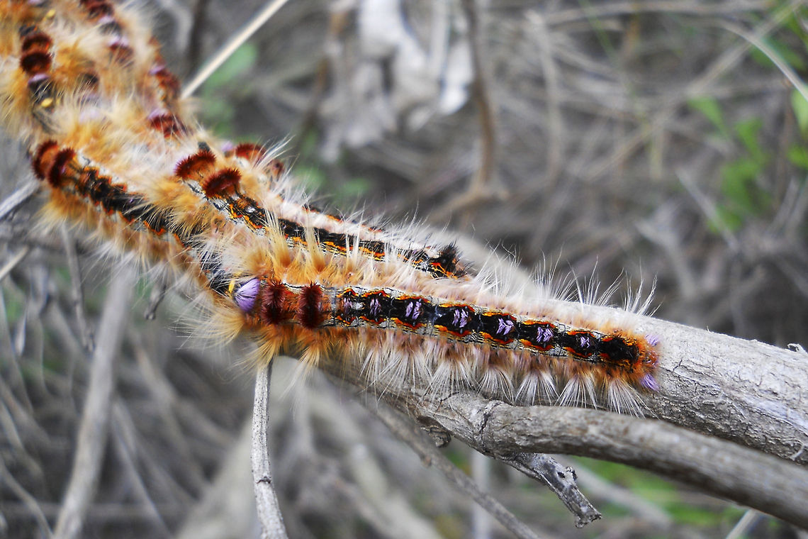 Aggregation of Cape Lappet Moth caterpillars  Eutricha capensis,Geotagged,South Africa