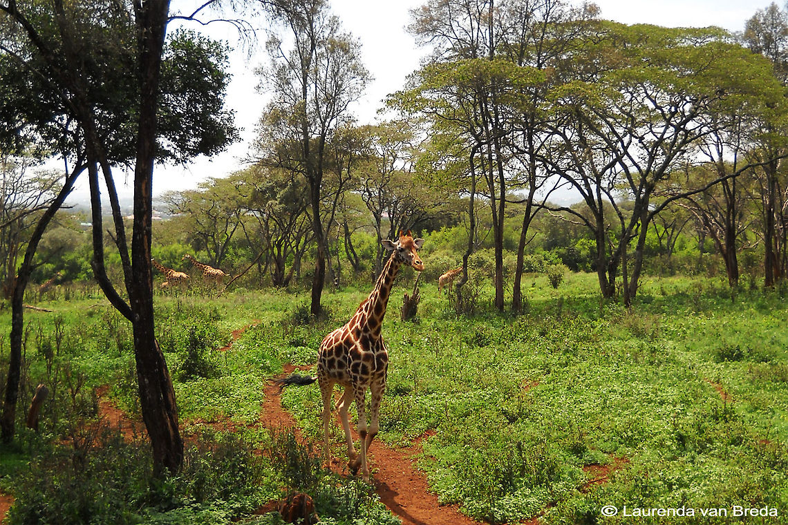 Endangered Rothschild Giraffe            Geotagged,Giraffa camelopardalis rothschildi,Kenya,Rothschild Giraffe