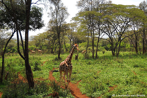 Endangered Rothschild Giraffe            Geotagged,Giraffa camelopardalis rothschildi,Kenya,Rothschild Giraffe