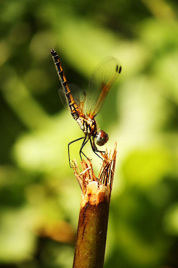 Obelisking Dragonfly The position in which the dragonfly is sitting in the photo is known as Obelisking.  Originally, the obelisk was associated with sun worship. The ancients, having rejected the knowledge of the true creator, seeing that the sun gave life to plants and to man, looked upon the sun as a god, the great life giver. To them, upright objects such as the obelisk also had a sexual significance. Realizing that through sexual union life was produced, the phallus was considered (along with the sun) a symbol of life. These were beliefs represented by the obelisks. Geotagged,Red-veined Dropwing,South Africa,Trithemis arteriosa