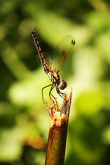 Obelisking Dragonfly The position in which the dragonfly is sitting in the photo is known as Obelisking.  Originally, the obelisk was associated with sun worship. The ancients, having rejected the knowledge of the true creator, seeing that the sun gave life to plants and to man, looked upon the sun as a god, the great life giver. To them, upright objects such as the obelisk also had a sexual significance. Realizing that through sexual union life was produced, the phallus was considered (along with the sun) a symbol of life. These were beliefs represented by the obelisks. Geotagged,Red-veined Dropwing,South Africa,Trithemis arteriosa