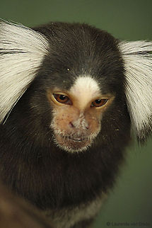 Marmoset Monkey  Callithrix jacchus,Common marmoset,Geotagged,South Africa