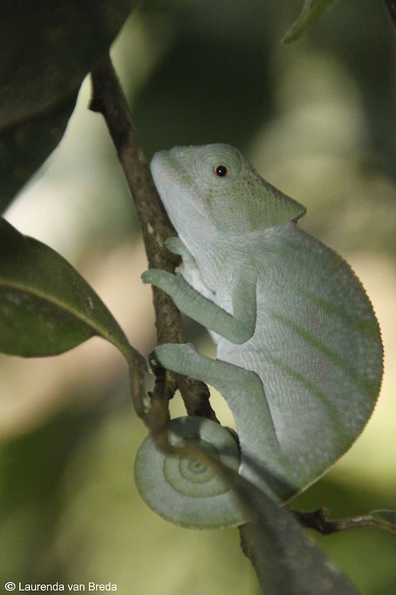 Parson's Chameleon  Calumma parsonii,Geotagged,Madagascar,Parsons chameleon