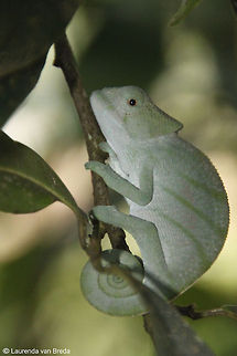 Parson's Chameleon  Calumma parsonii,Geotagged,Madagascar,Parsons chameleon