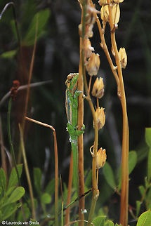 Cape Dwarf Chameleon sleeping on a restio strand Image also show the chameleon in its shedding phase.  Bradypodion pumilum,Geotagged,South Africa,cape dwarf chameleon