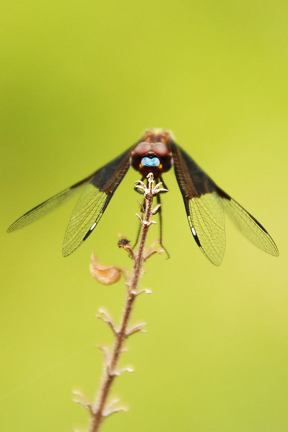 Look into my eyes  Geotagged,Madagascar,animalia,anisoptera,biodiversity,insects,libellulidae,odonata