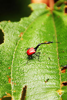 Natures strange creatures  Geotagged,Giraffe Beetle,Madagascar,Trachelophorus giraffa