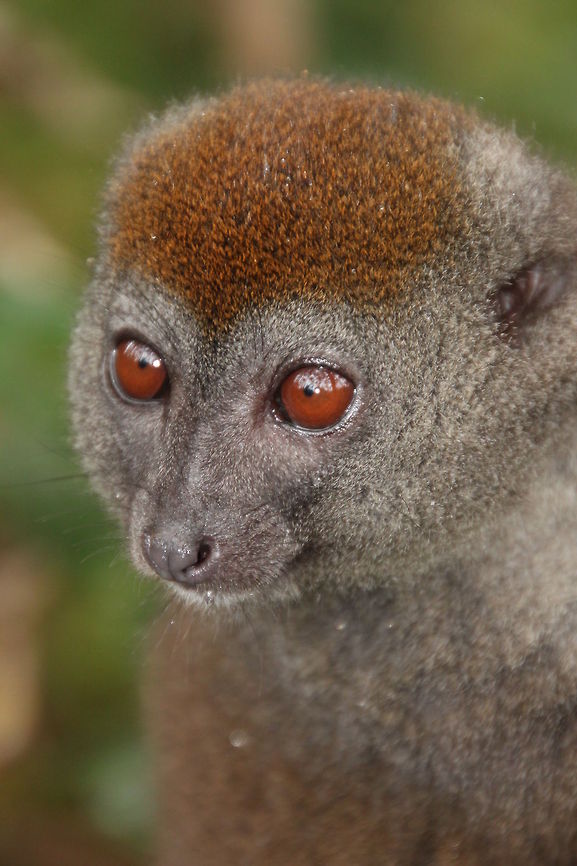 Grey Bamboo lemur  Eastern lesser bamboo lemur,Geotagged,Hapalemur griseus,Madagascar