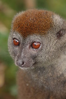 Grey Bamboo lemur  Eastern lesser bamboo lemur,Geotagged,Hapalemur griseus,Madagascar