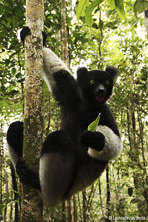 Whale of the forest Beautiful whale-like call can be heard up to 3km away Geotagged,Indri,Indri indri,Madagascar