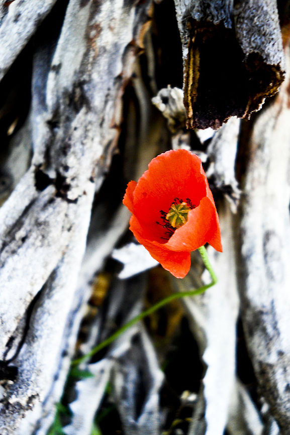 Perfect Poppy  Geotagged,Papaver rhoeas,South Africa