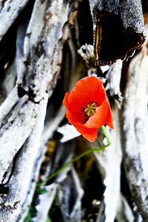 Perfect Poppy  Geotagged,Papaver rhoeas,South Africa