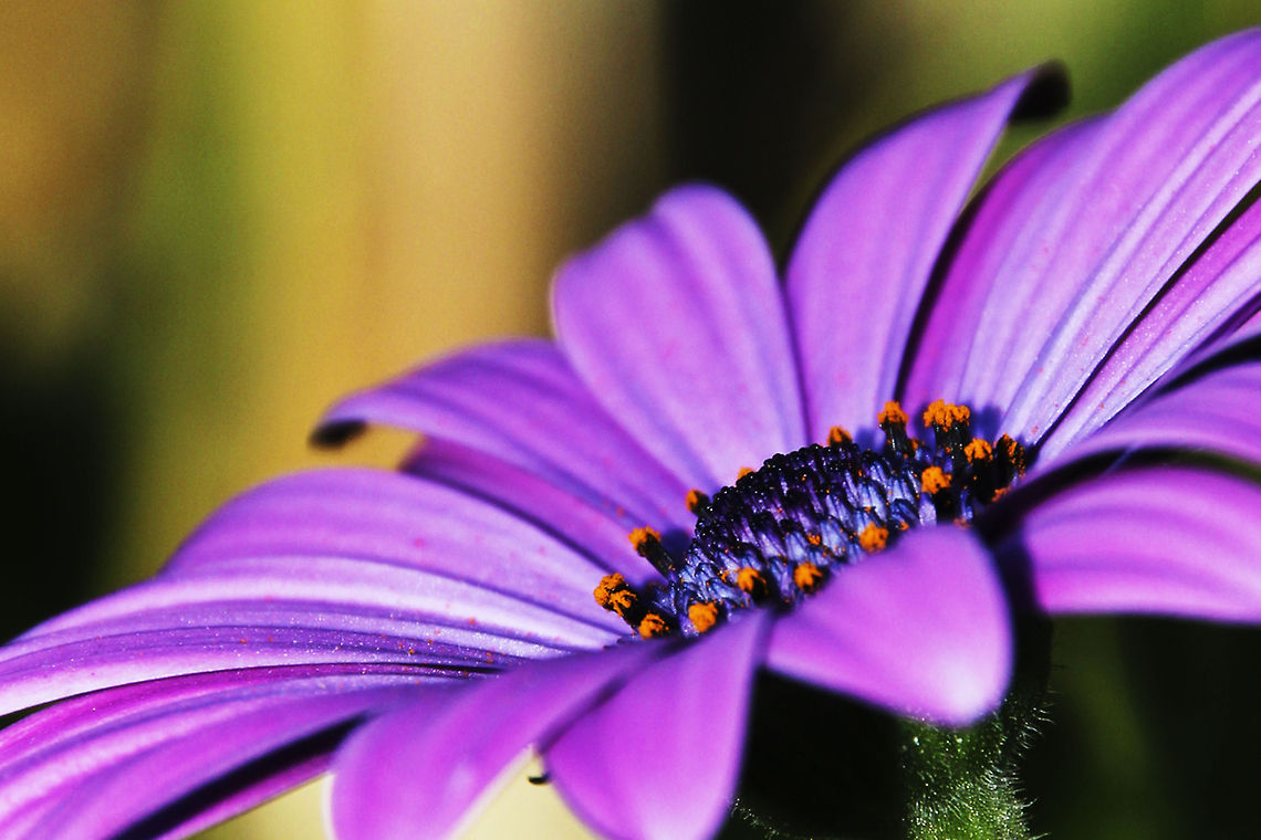 African Daisy  Dimorphotheca ecklonis,Geotagged,South Africa