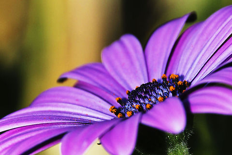 African Daisy  Dimorphotheca ecklonis,Geotagged,South Africa