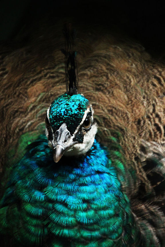 Peafowl  Geotagged,Indian peafowl,Pavo cristatus,South Africa