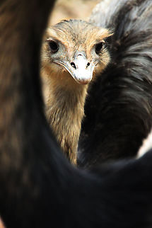 Greater Rhea  Geotagged,Greater Rhea,Rhea americana,South Africa