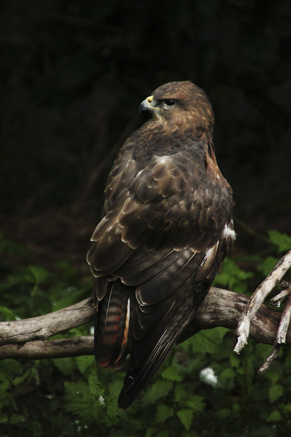 Jackal Buzzard  Buteo rufofuscus,Geotagged,Jackal Buzzard,South Africa