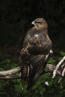 Jackal Buzzard  Buteo rufofuscus,Geotagged,Jackal Buzzard,South Africa