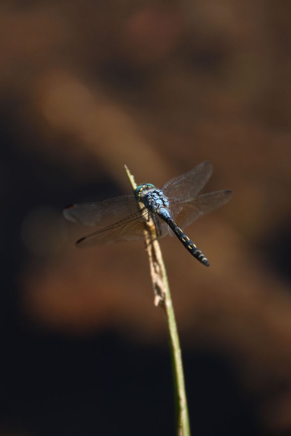 Jaunty Dropwing Males are seen actively at water bodies chasing away other males for territory.  The female lays her eggs at the water body while the male ensures no other male approaches to fertilize the eggs.  Sometimes the male will stay attached to the female throughout the egg laying process. Geotagged,South Africa,Trithemis stictica