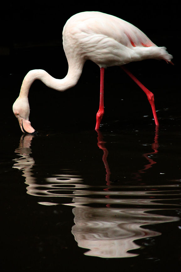 Reflection  Geotagged,Greater Flamingo,Phoenicopterus roseus,South Africa