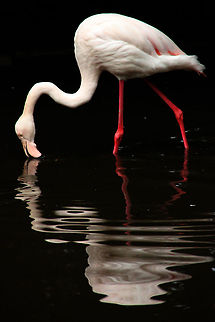 Reflection  Geotagged,Greater Flamingo,Phoenicopterus roseus,South Africa