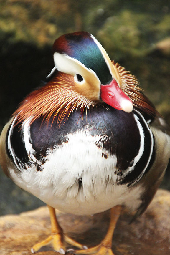 Am I cute or what!  Aix galericulata,Geotagged,Mandarin duck,South Africa