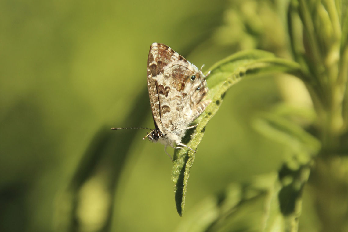 Bush Bronze  Cacyreus lingeus,Geotagged,South Africa