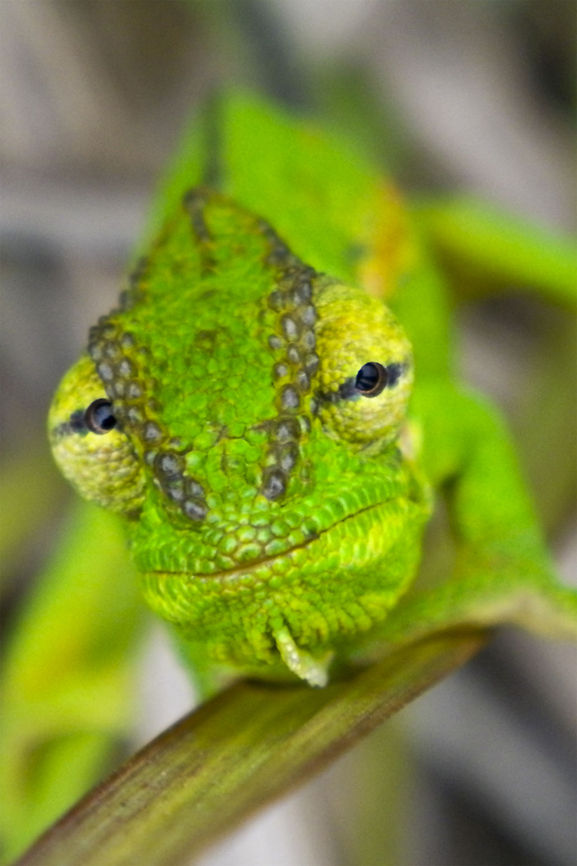 Stalking the prey  Bradypodion pumilum,Geotagged,South Africa,cape dwarf chameleon
