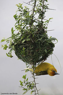 Hard at work  Cape Weaver,Geotagged,Ploceus capensis,South Africa