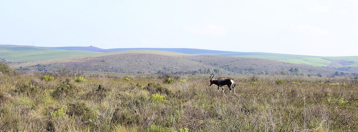 Solitude  Bontebok,Damaliscus dorcus,Geotagged,South Africa