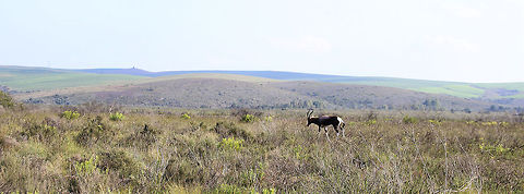 Solitude  Bontebok,Damaliscus dorcus,Geotagged,South Africa
