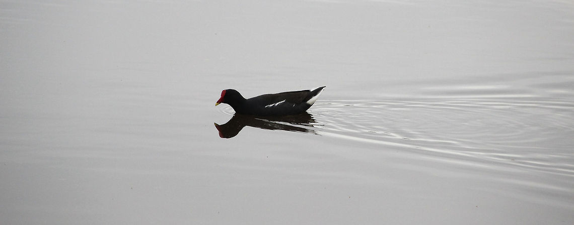 Moorhen  Common Moorhen,Gallinula chloropus,Geotagged,South Africa