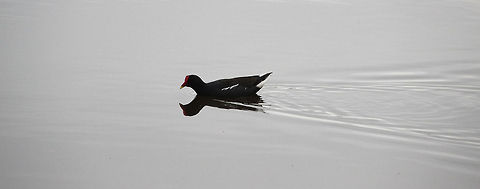 Moorhen  Common Moorhen,Gallinula chloropus,Geotagged,South Africa