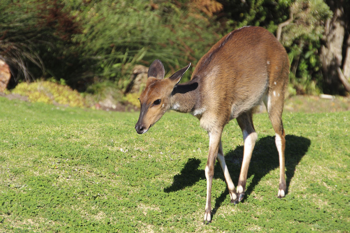 Doe a deer, a female deer...  Bushbuck  (Imbabala and Kéwel),Geotagged,South Africa,Tragelaphus scriptus