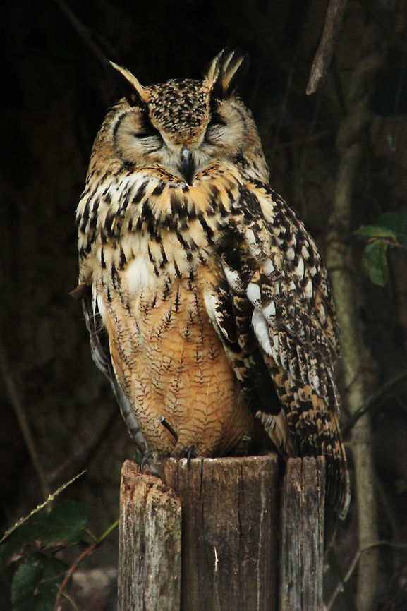 Day dreams  Bubo bubo,Eurasian Eagle-Owl,Geotagged,South Africa