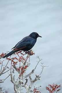 Simplicity of colour in nature This starling was sitting on the edge of a pathway cliff.  It is such a common bird but the grey and red just set the scene for a beautiful photograph :)   Geotagged,Onychognathus morio,Red-winged starling,South Africa,Summer