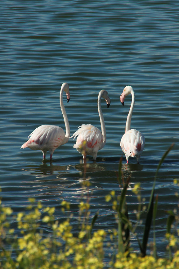 Three's a crowd  Geotagged,Greater flamingo,Phoenicopterus roseus,South Africa,Summer