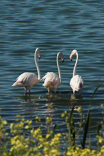 Three's a crowd  Geotagged,Greater flamingo,Phoenicopterus roseus,South Africa,Summer